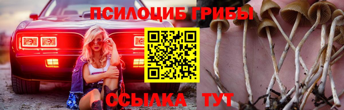 Псилоцибиновые грибы Cubensis Клин